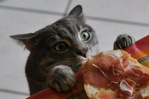 爆笑貓咪偷吃搞怪合集,小吃貨貓咪全身的每一個(gè)細(xì)胞都在大喊,誰都不阻止朕吃